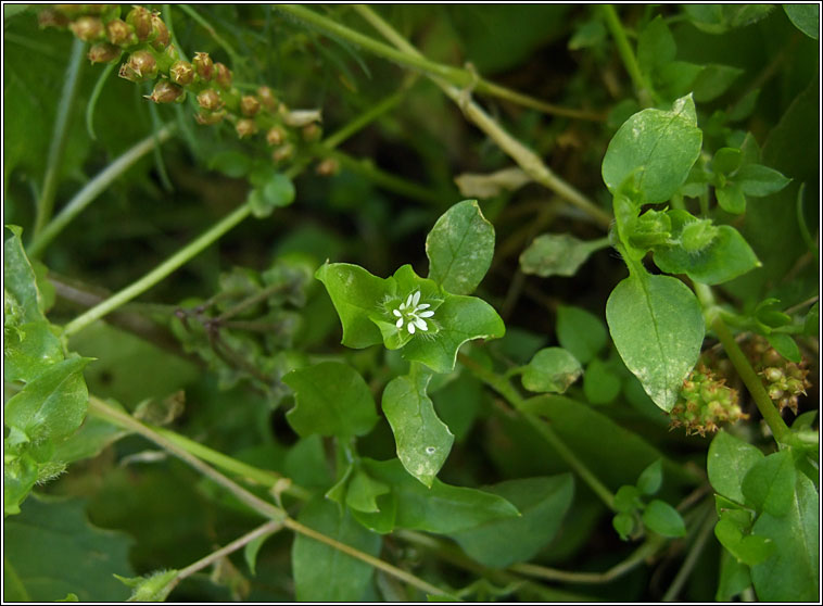 Common Chickweed, Stellaria media