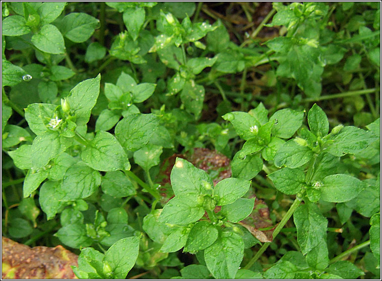 Common Chickweed, Stellaria media