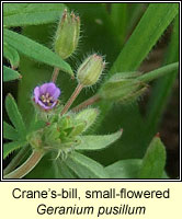 Cranes-bill, small-flowered, Geranium pusillum