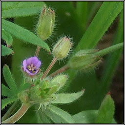 Small-flowered Crane's-bill, Geranium pusillum