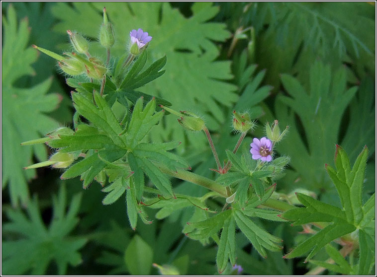 Small-flowered Crane's-bill, Geranium pusillum