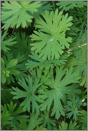 Small-flowered Crane's-bill, Geranium pusillum