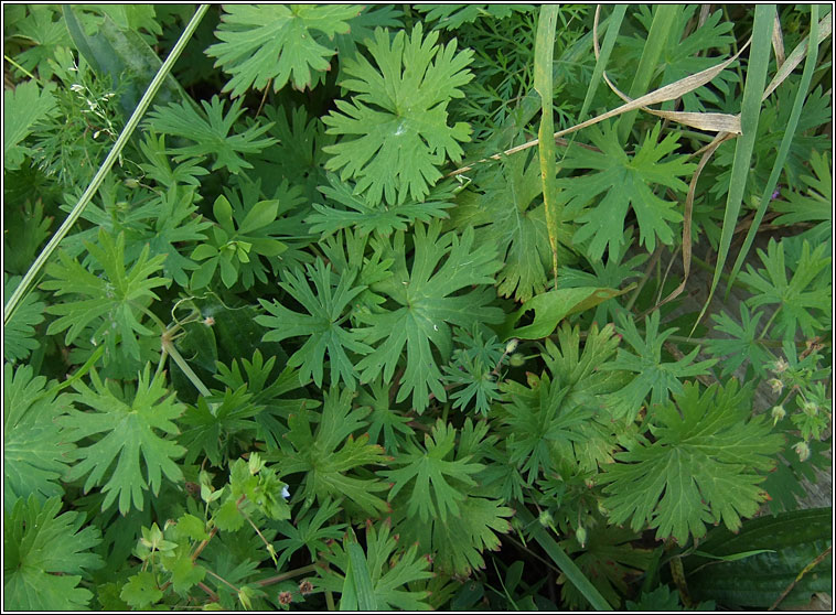 Small-flowered Crane's-bill, Geranium pusillum