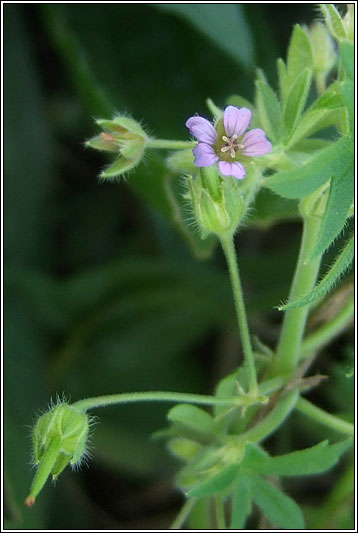 Small-flowered Crane's-bill, Geranium pusillum