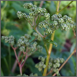 Maple-leaved Goosefoot, Chenopodium hybridum