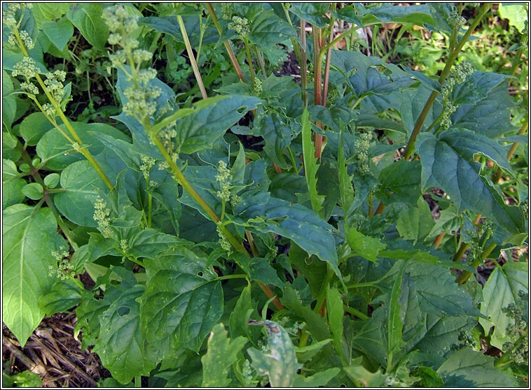 Maple-leaved Goosefoot, Chenopodium hybridum