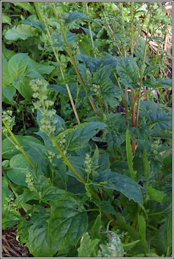 Maple-leaved Goosefoot, Chenopodium hybridum