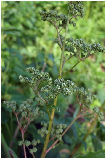 Maple-leaved Goosefoot, Chenopodium hybridum