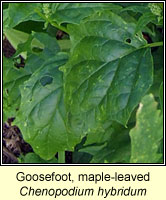 Goose-foot, maple-leaved, Chenopodium hybridum