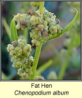 Fat Hen, Chenopodium album