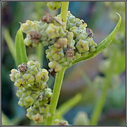 Fat Hen, Chenopodium album