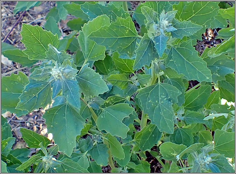 Fat Hen, Chenopodium album