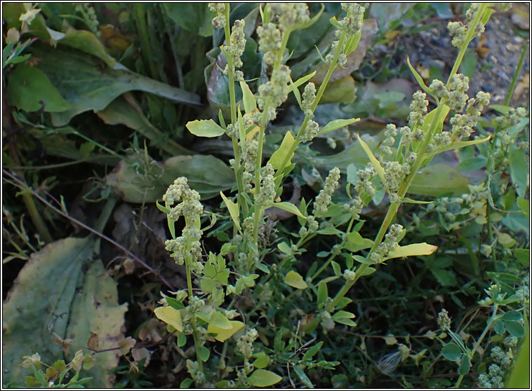 Fat Hen, Chenopodium album