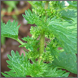 Small Nettle, Urtica urens