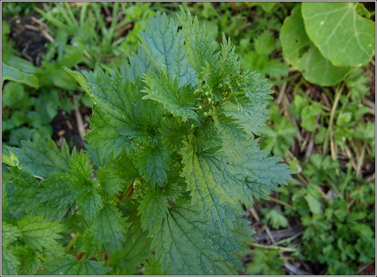 Small Nettle, Urtica urens