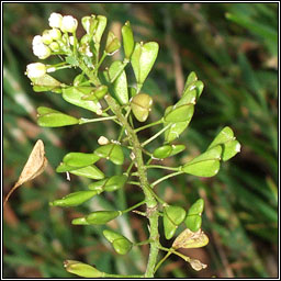 Shepherds-purse, Capsella bursa-pastoris