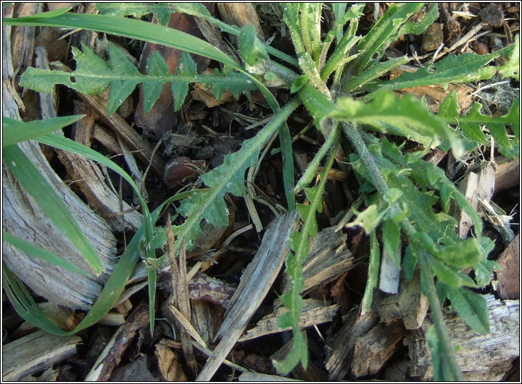 Shepherds-purse, Capsella bursa-pastoris