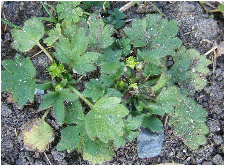 Small-flowered Buttercup, Ranunculus parviflorus