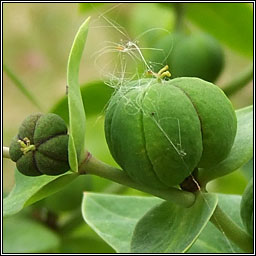 Caper Spurge, Euphorbia lathyris