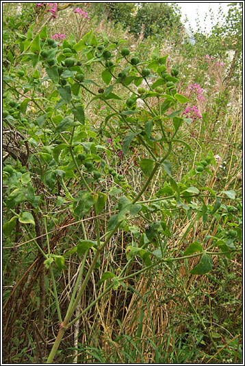 Caper Spurge, Euphorbia lathyris