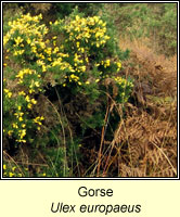 Gorse, Ulex europaeus