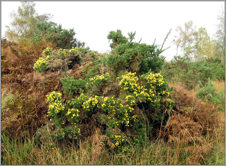 Gorse, Ulex europaeus