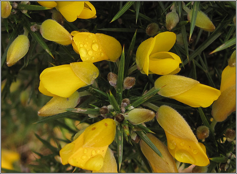 Gorse, Ulex europaeus