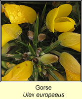 Gorse, Ulex europaeus