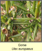 Gorse, Ulex europaeus