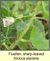 Fluellen, sharp-leaved, Kickxia elantine