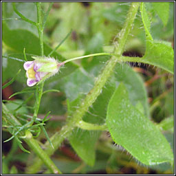 Sharp-leaved Fluellen, Kickxia elatine