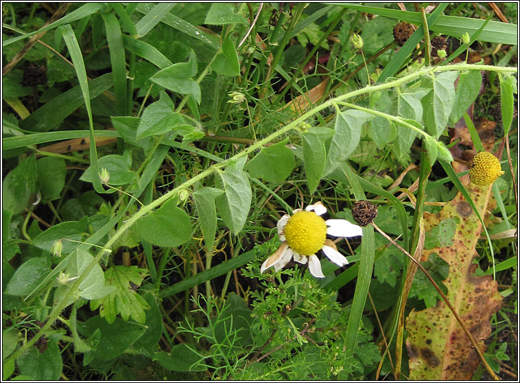 Sharp-leaved Fluellen, Kickxia elatine