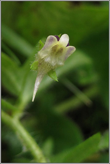 Sharp-leaved Fluellen, Kickxia elatine