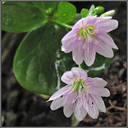 Pink Purslane, Claytonia sibirica