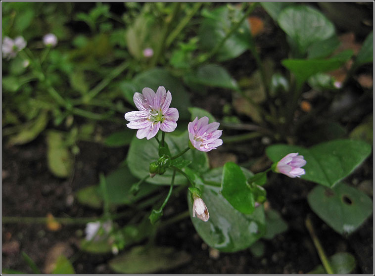 Pink Purslane, Claytonia sibirica