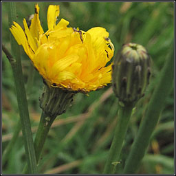 Cat's-ear, Hypochaeris radicata