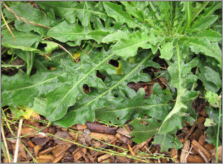 Cat's-ear, Hypochaeris radicata