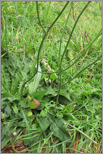 Cat's-ear, Hypochaeris radicata