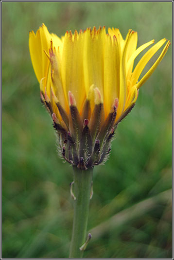 Cat's-ear, Hypochaeris radicata