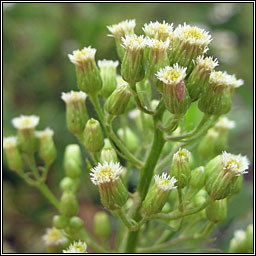 Canadian Fleabane, Conyza canadensis