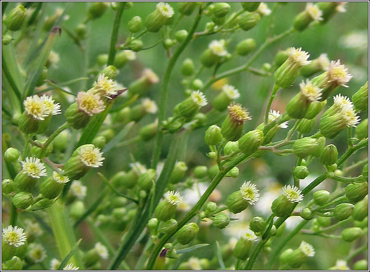 Canadian Fleabane, Conyza canadensis