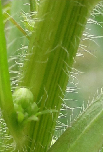 Canadian Fleabane, Conyza canadensis