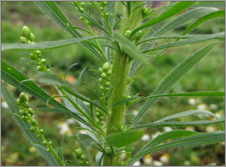 Canadian Fleabane, Conyza canadensis