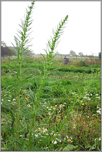 Canadian Fleabane, Conyza canadensis