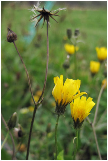 Smooth Hawk's-beard, Crepis capillaris