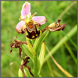 Bee Orchid, Ophrys apifera