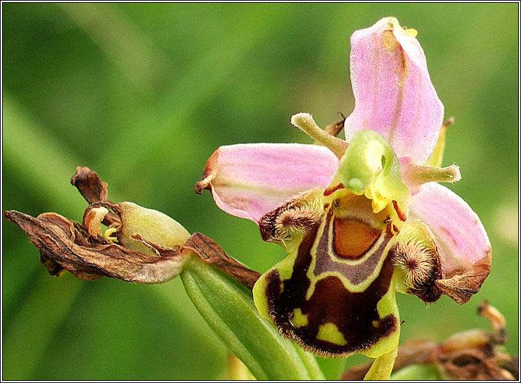 Bee Orchid, Ophrys apifera