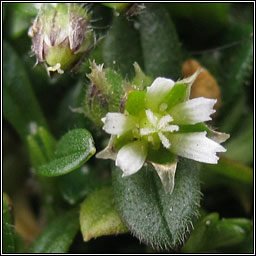 Little Mouse-ear, Cerastium semidecandrum