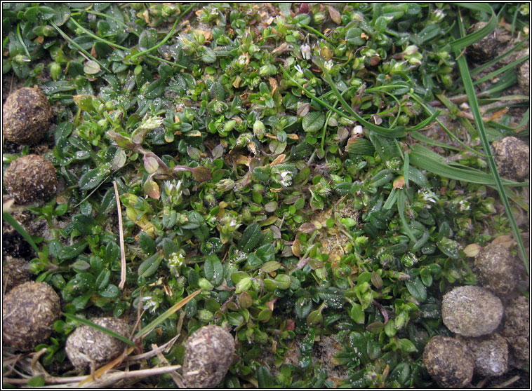 Little Mouse-ear, Cerastium semidecandrum