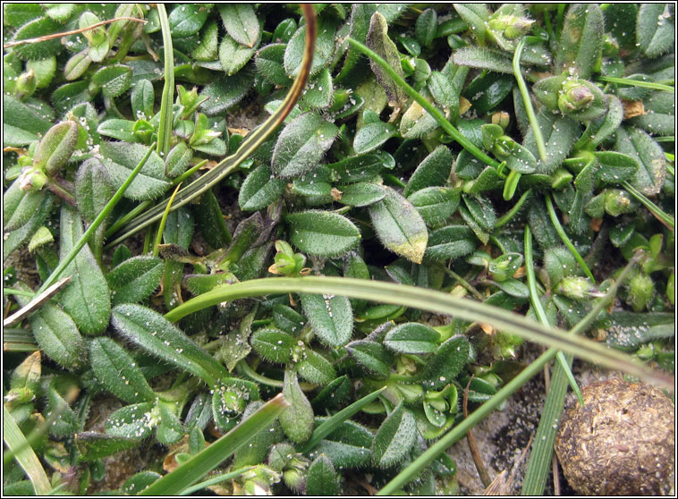 Little Mouse-ear, Cerastium semidecandrum